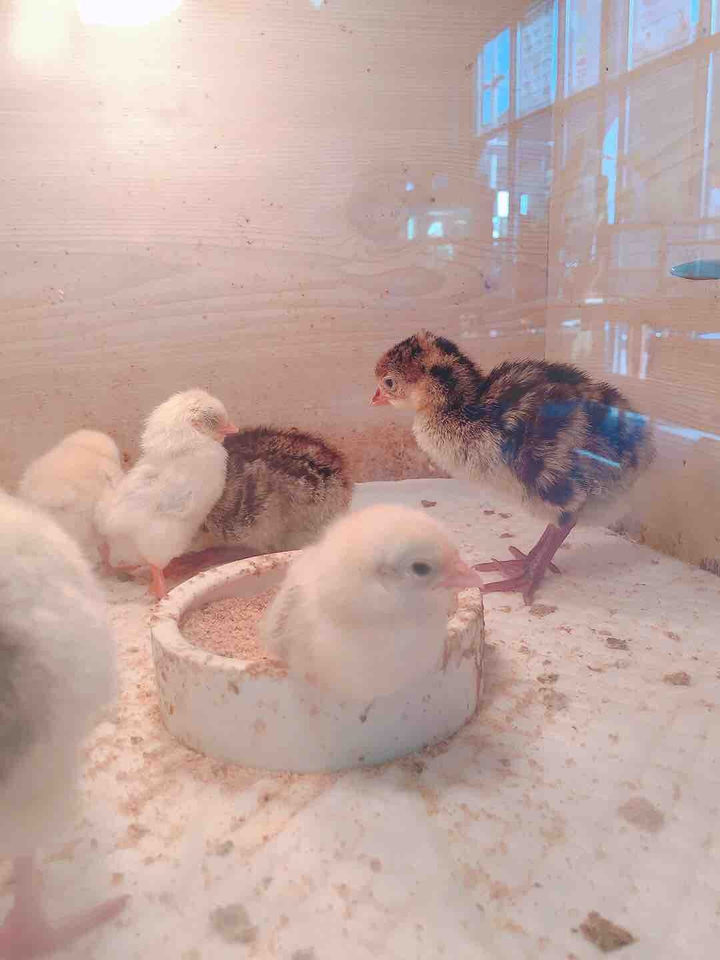 병아리
