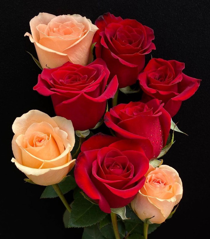 Roses