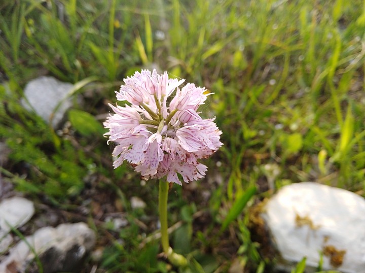 Beautiful Flower