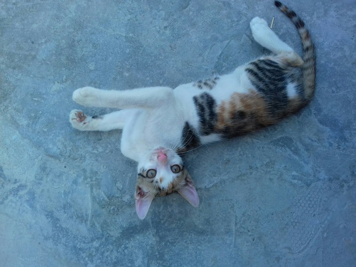 Cat