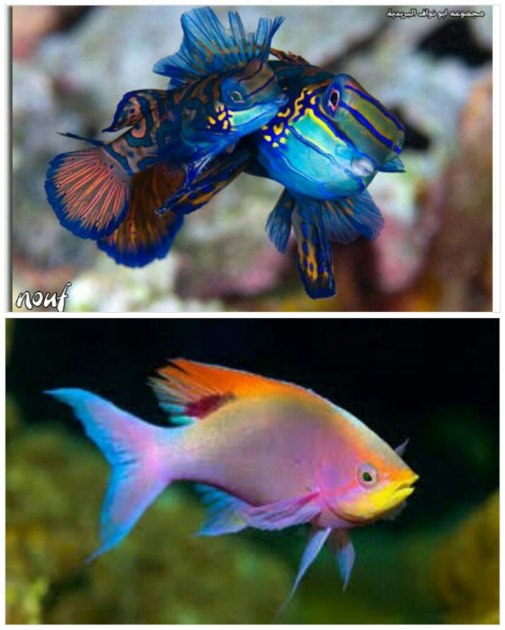 Exotic fish's