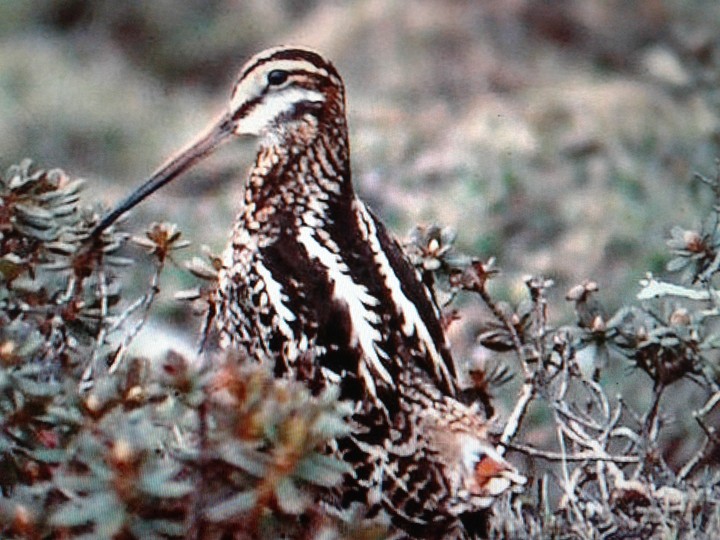 snipe