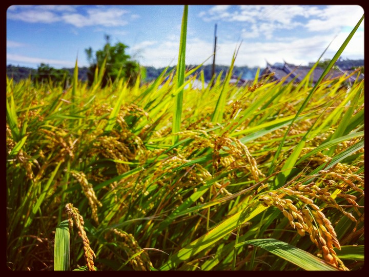 Harvest season.
