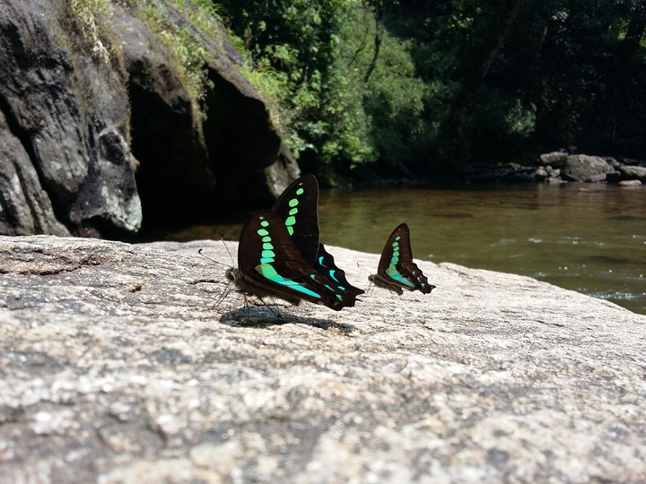 basking Butterfly