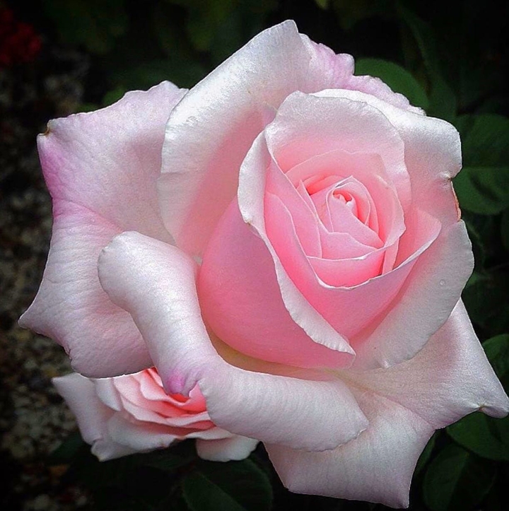 roses