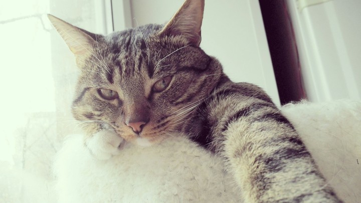 cat