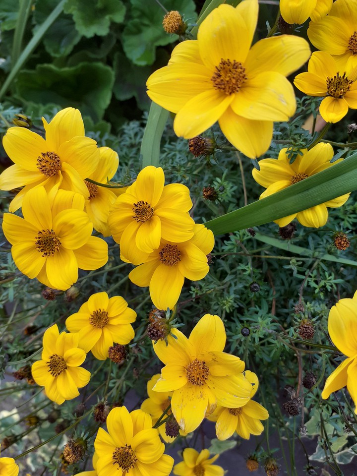 Flowers