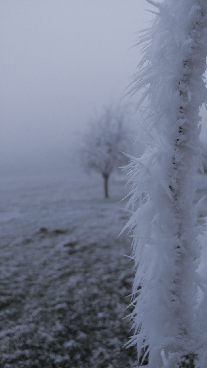 Winter wallpaper