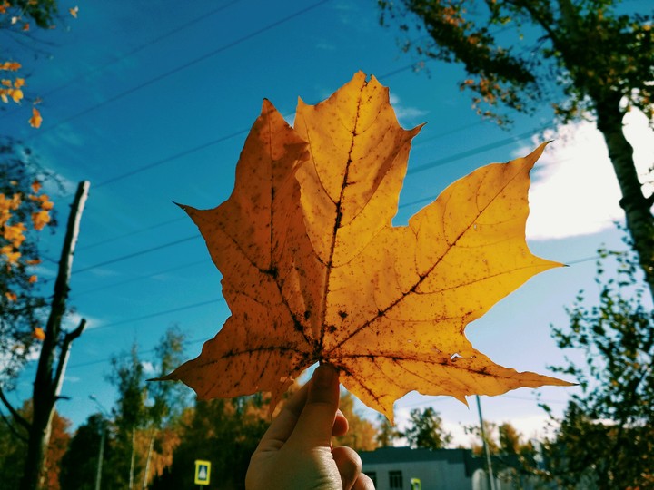 Maple