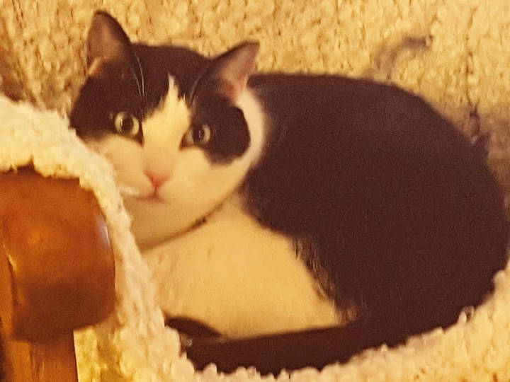 cat