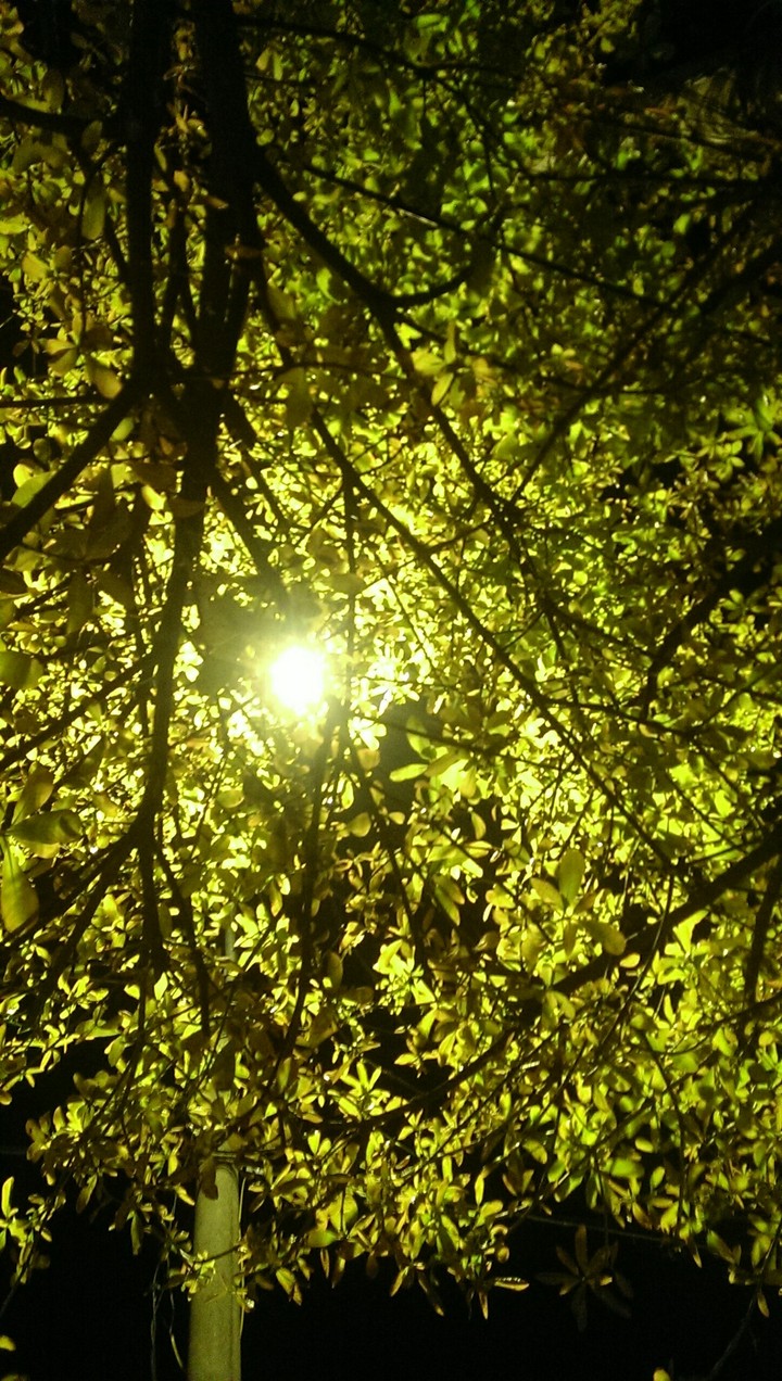 night