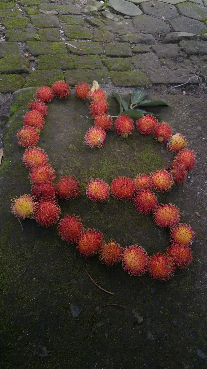 Rambutan