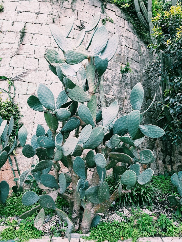 cactus