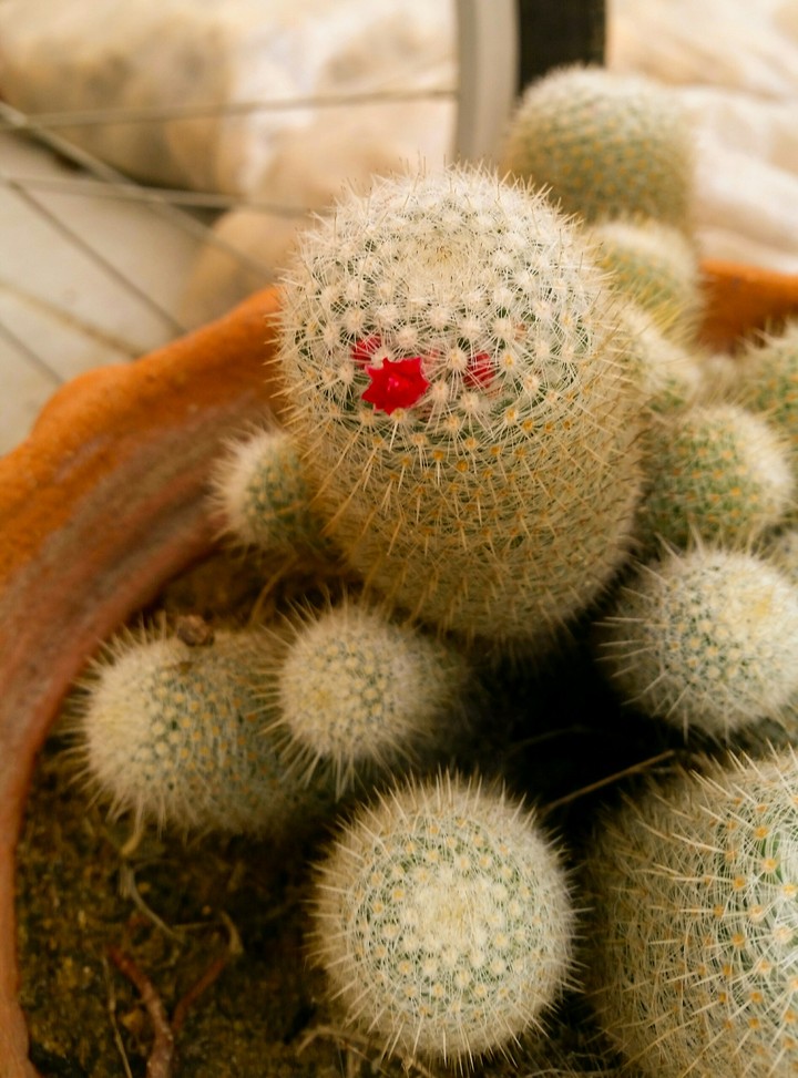 funny cactus