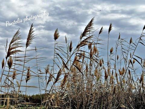 pantelis photography