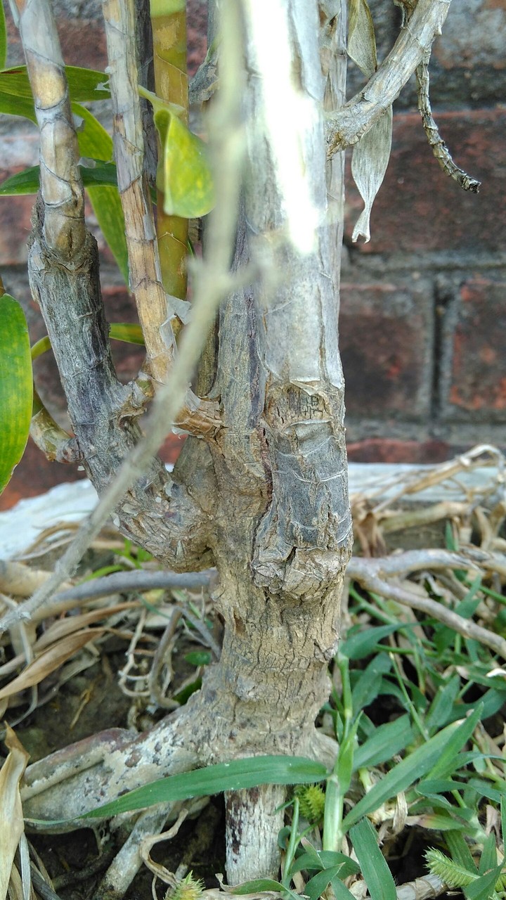 trunk