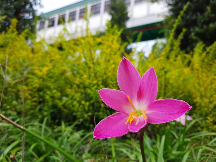 flower