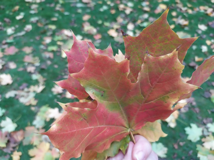 leaves
