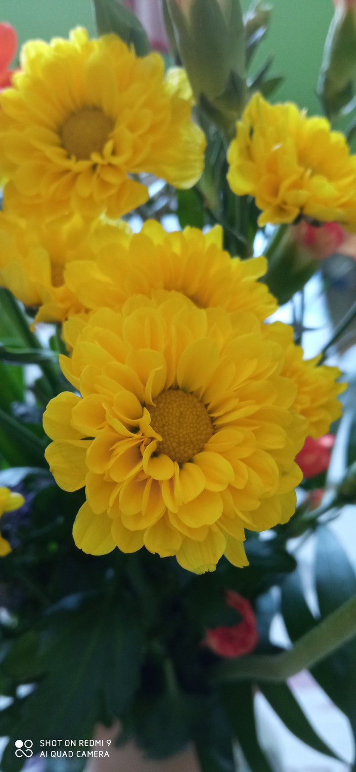 Fleure jaune