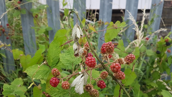 RASPBERRY