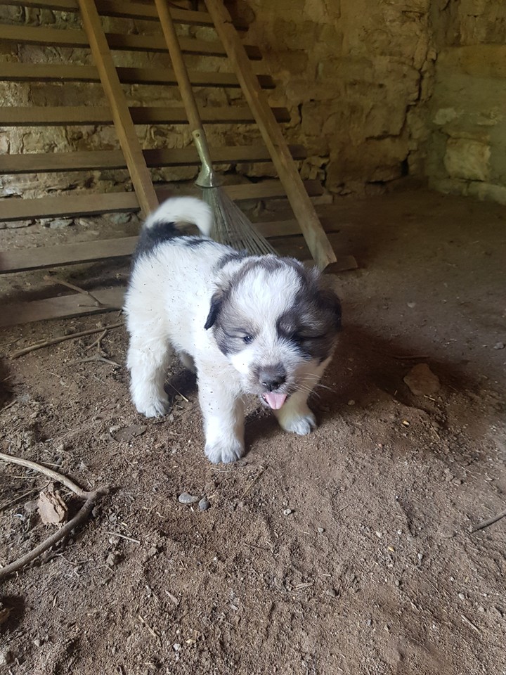 #cuccioli