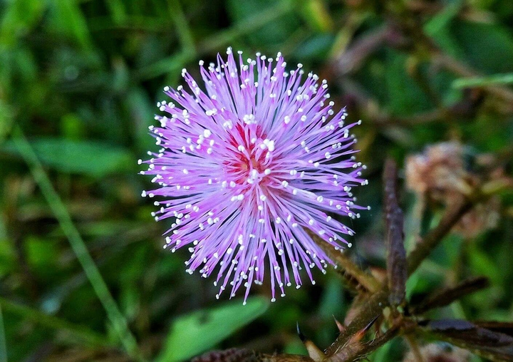 shy flower