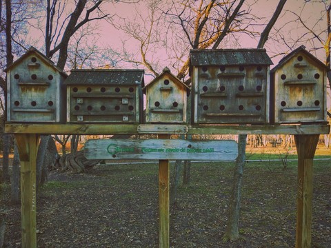 Nesting boxes in Chisinau arboretum
