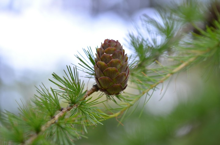 A larch cone