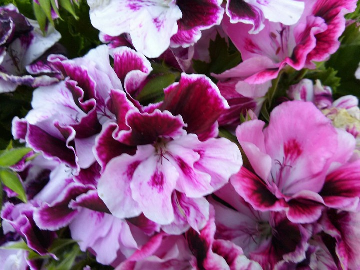 Beautiful Pink-and-white Flowers