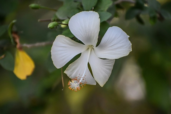 wight flower