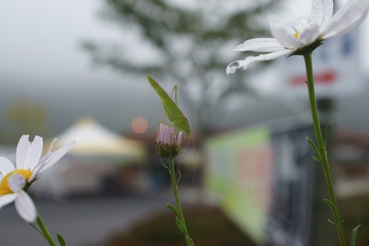 Nature