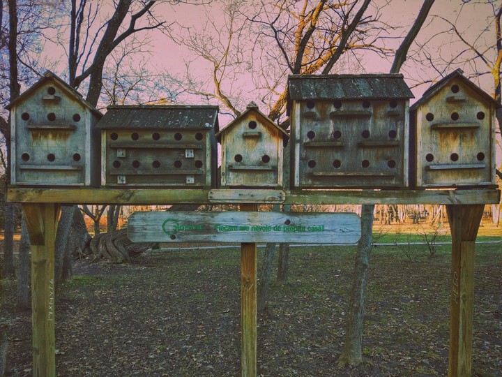 Nesting boxes in Chisinau arboretum