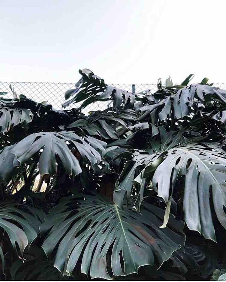 Wild monstera.