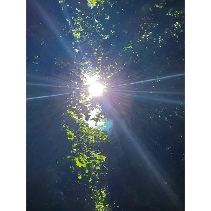 Rays through trees