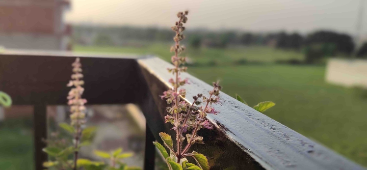 beautiful seeds