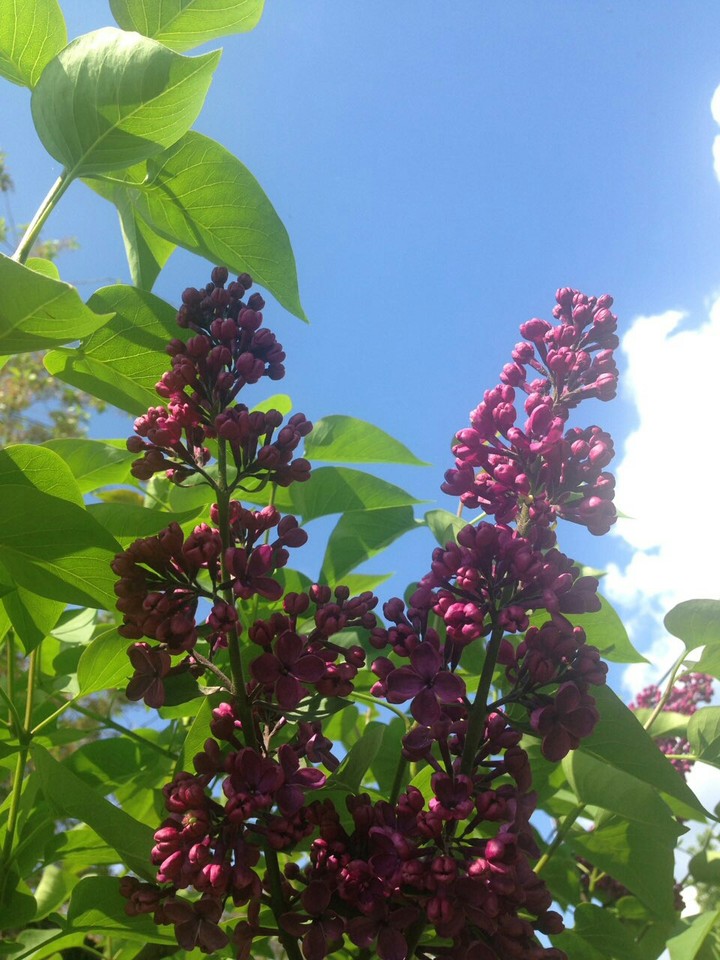 lilac ♥