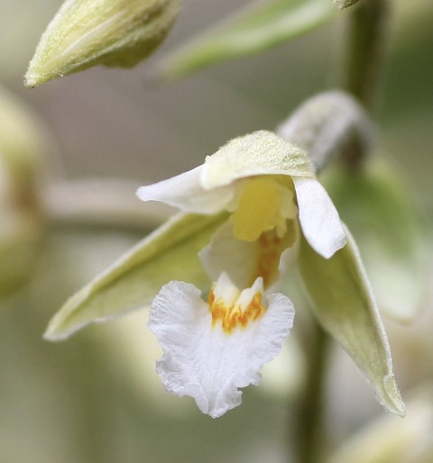 petal, euphrasia duvar kağıtları