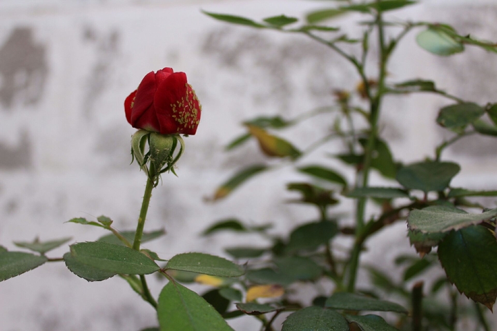 Una rosa