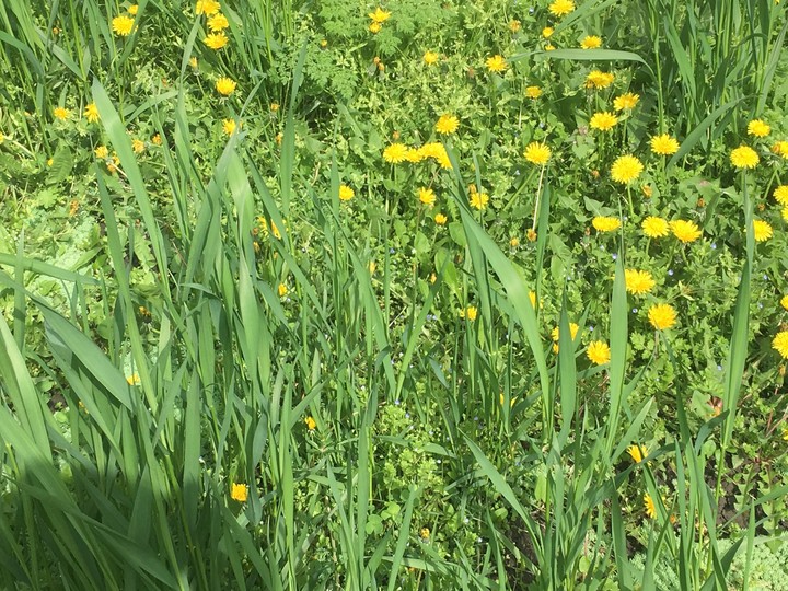 Grass