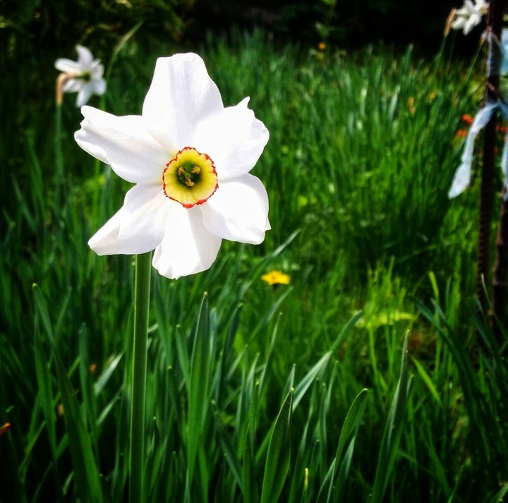 daffodils