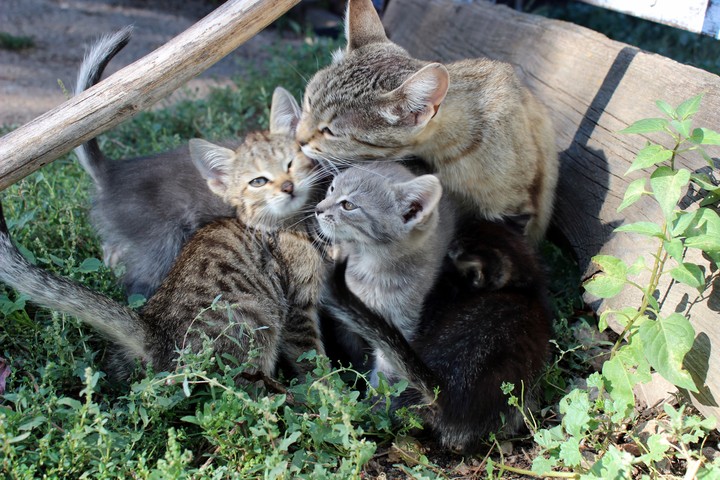 Kittens
