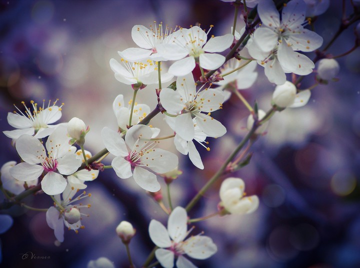 O.V.❀ Spring memory