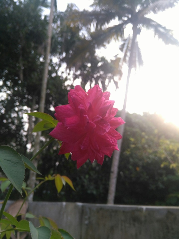 Rose flower