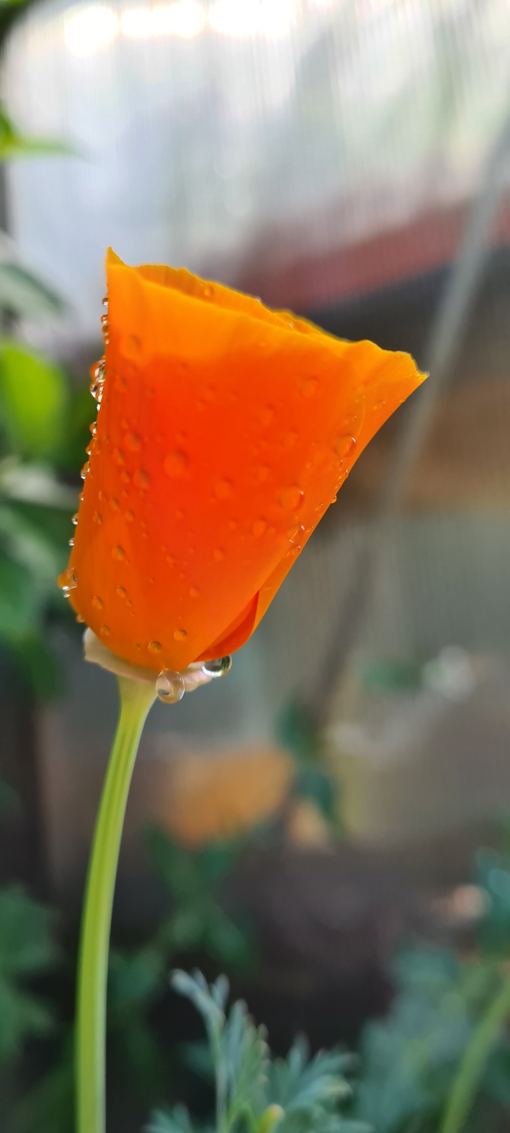 Blume