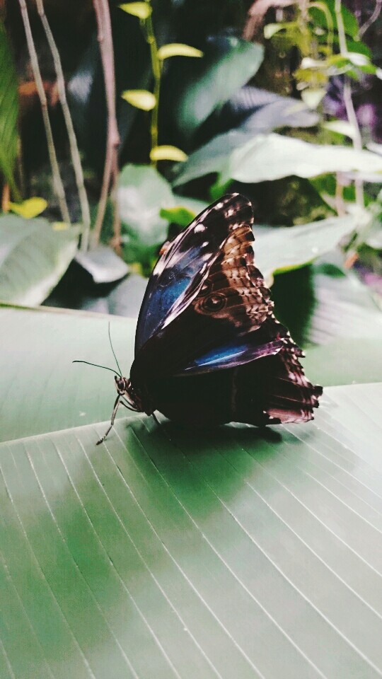 butterfly