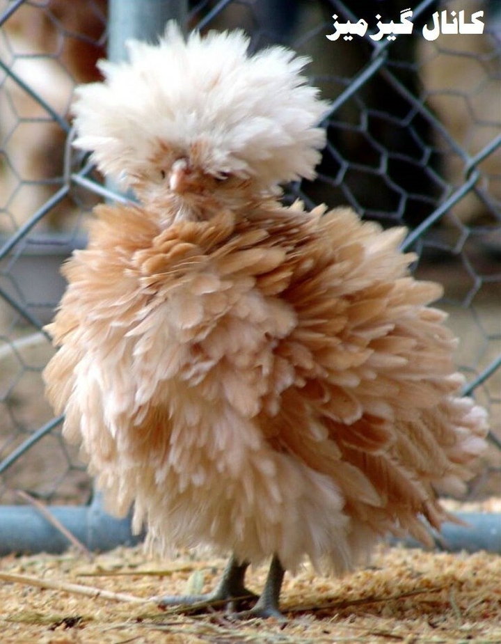 جوجه
