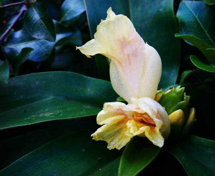 flores amarelas