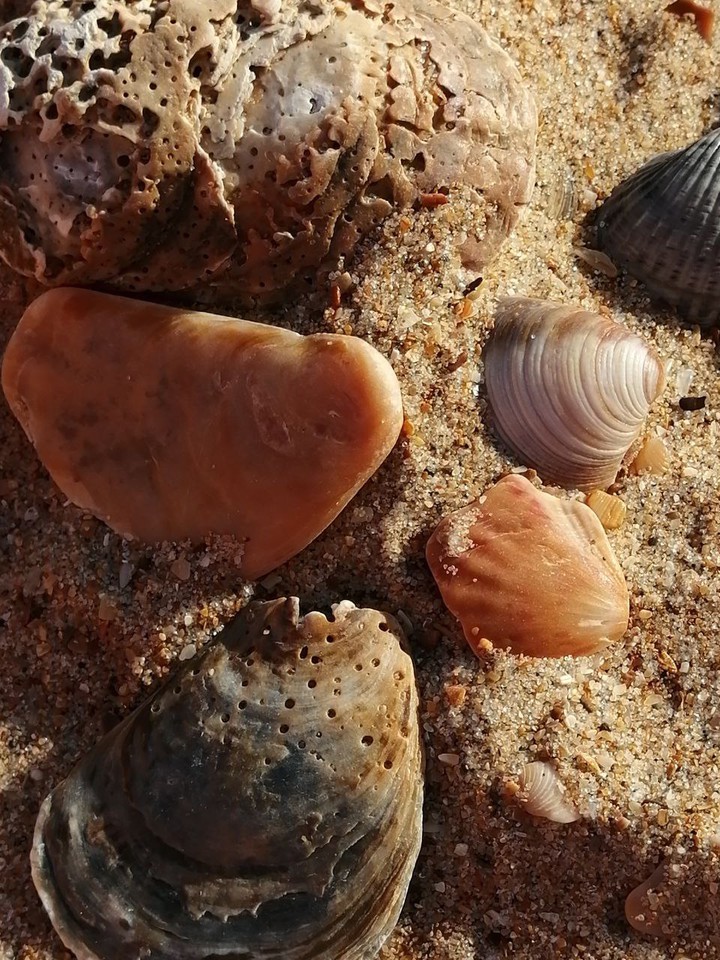 shell