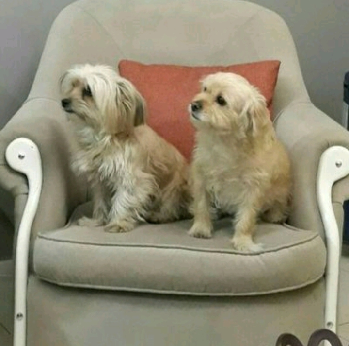 Little puppy's