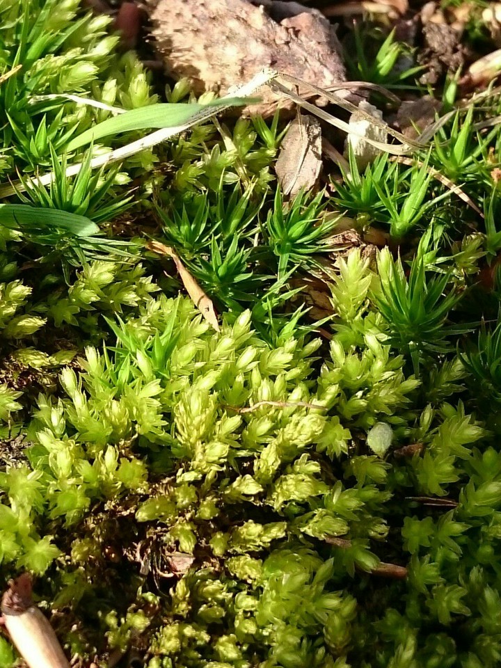 Moos im Wald
